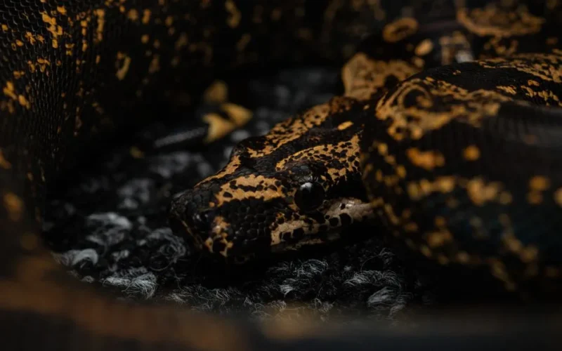 Detailed close-up of a boa constrictor's distinctive markings and scales in captivity.