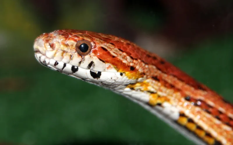 kukurydza węża, znaleziono elaphe, natura, czerwony szczur snake, elaphe guttata, wąż, gad, biegacz, zbliżenie, głowa, oczy, zielone tło, zwierząt, corn snake