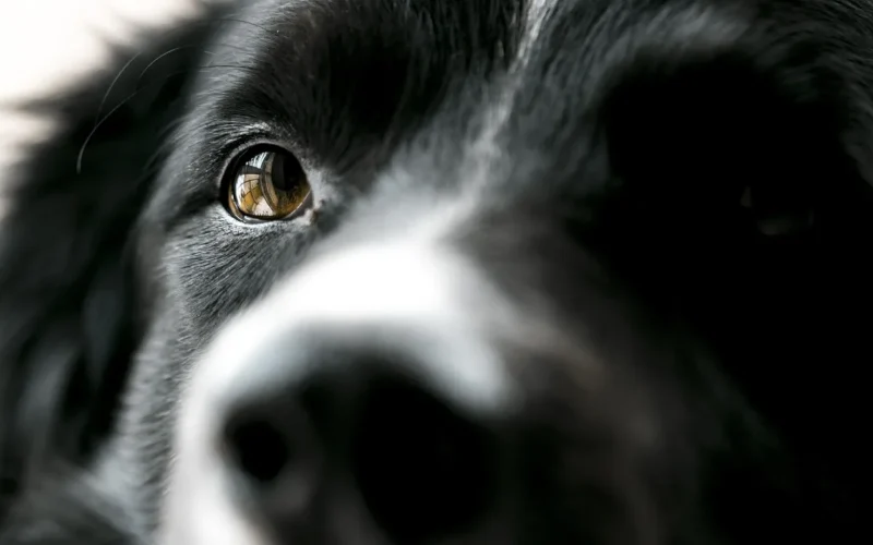 dog, eye, bordercollie, zwierzę domowe, animal, head, black, nature, pies, oko