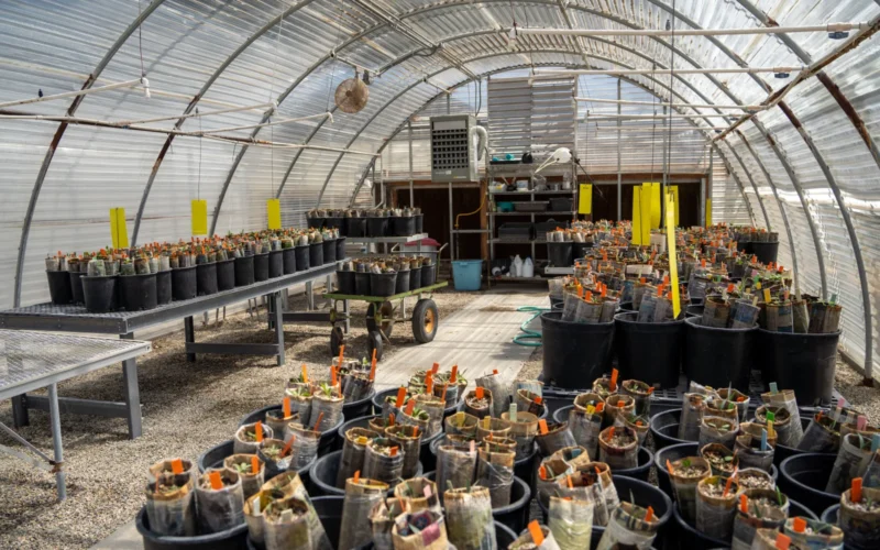 Joshua Tree National Park has a native plant nursery for research and restoration projects in the park. Alt Text: The interior of a greenhouse room filled with plants in black pots on multiple metal tables. A wagon with more plants in it sits in the middle of the room. In the back there are wooden shelves with gardening tools. NPS/Samantha Laarman