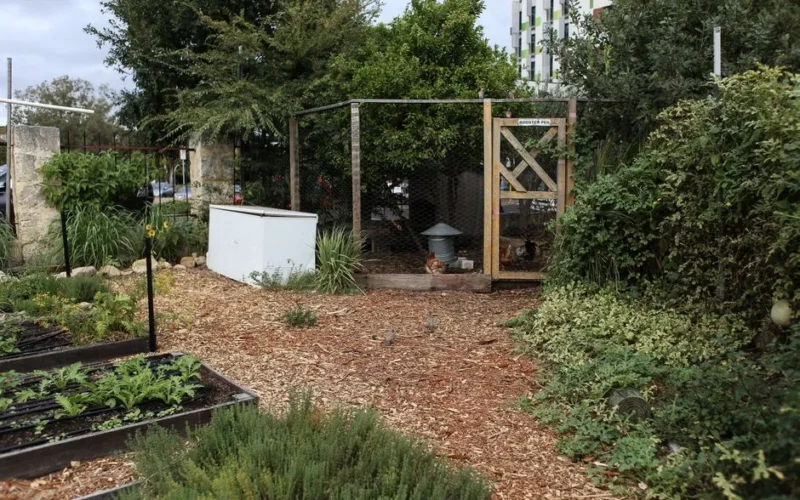 Lively urban garden featuring a chicken coop and various plants.