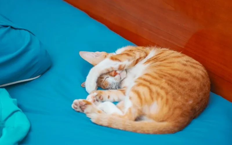 Cute ginger cat sleeping curled up on a blue bed, indoors, cozy and peaceful.