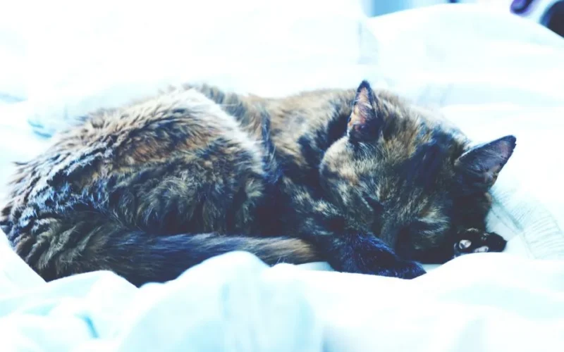 A peaceful tortoiseshell cat sleeping on a cozy white bed, highlighting domestic tranquility.