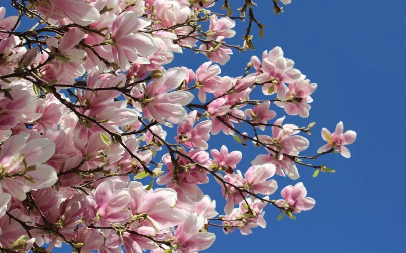 przerwa wiosenna, march madness, wiosna do przodu, wiosenne kwitnienie, kwitnące drzewo, różowy kwiat, magnolia kwiaty