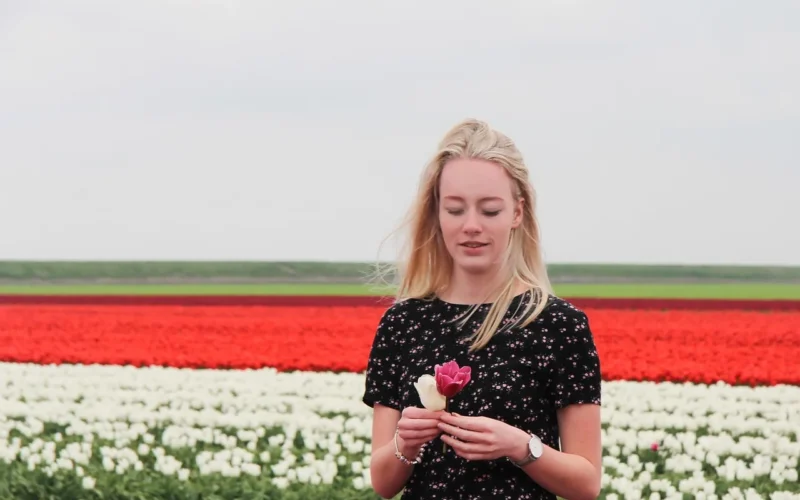 wiosna, dutch spring, tulips, kwiat tło, tulip field, natura, netherlands, north holland, holland, tapeta kwiatowa, piękne kwiaty, flowers, dutch girl, blond, fun, happiness, dutch
