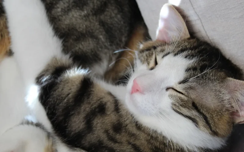 cat, zwierzę domowe, pat, animal, kitten, natura, sleeping, beautiful