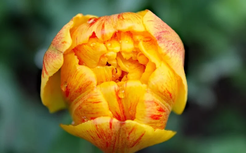 colour, beautiful flowers, wiosna, morning flowers, natura, yellow flowers, yellow tulips, beautiful tulips, tulip