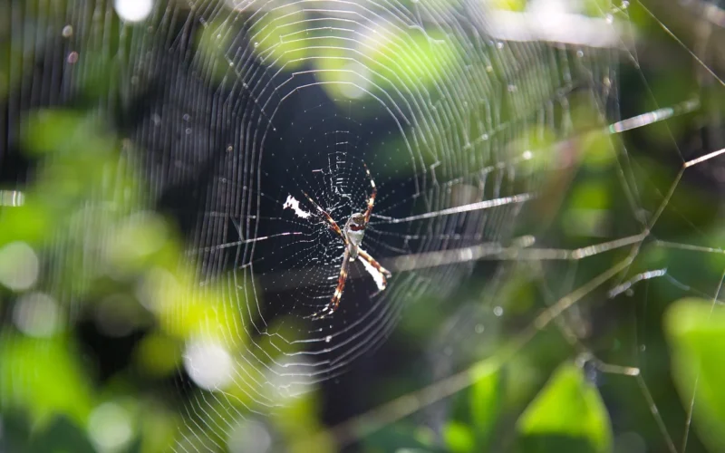 spider web, natura, spider, drzewo