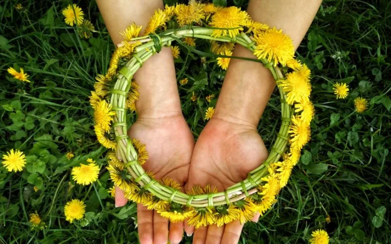 Yellow dandelion wreath displayed on open palms over lush green grass in a meadow.