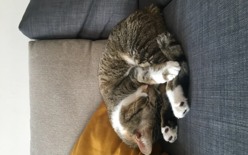 A cat is sleeping curled up on a sofa. The cat is a housecat, european shorthair, the fur is brown-grey-tabby and white. The sofa is dark grey, with light gray and yellow cushions. The sleeping cat is curled up upon herself, with the paws sticking out. The image has a cute, cozy and peaceful atmosphere to it.