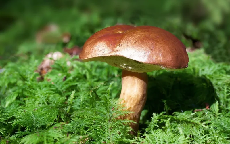 grzyb, podgrzybek, borowik kasztanowy, mech, dzikie mushroom, zarodników, natura, gąbka, owocnika, dyski grzybowe, rodzaje grzybów, gatunki grzybów, mikologii, podłogi lasu, teren leśny, las