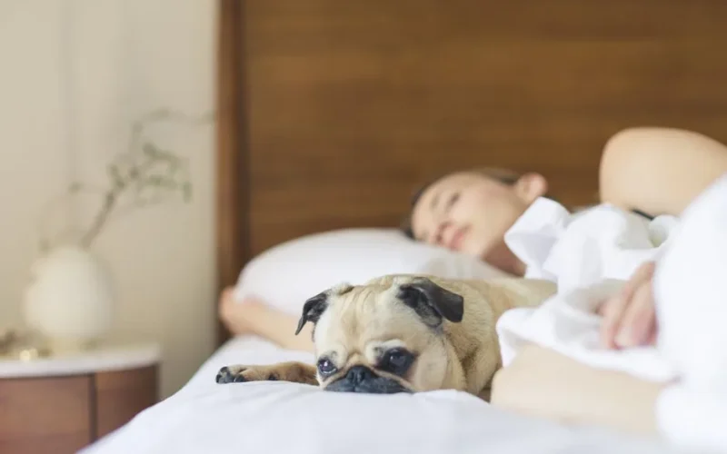 A relaxed woman and her pug dog resting comfortably on a bed, showcasing a cozy lifestyle moment.