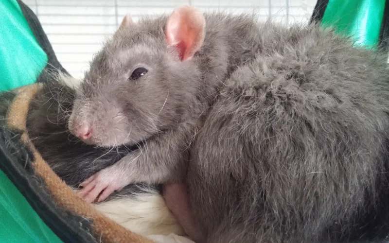 Deux rats domestique en train de dormir sur un hamac