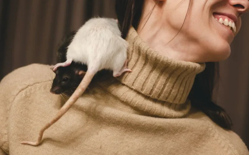 Close-up of a woman smiling with a rat on her shoulder wearing a turtleneck sweater.