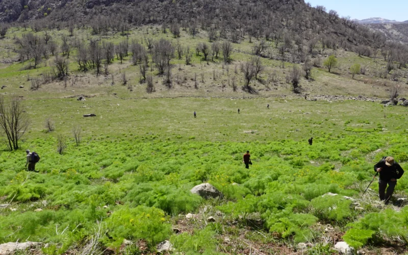 Mushroom hunting around the Pendro village