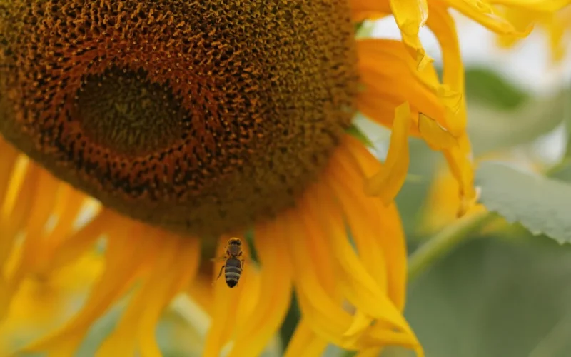 słonecznik, bee, pollinate, pollination, pollen, nature
