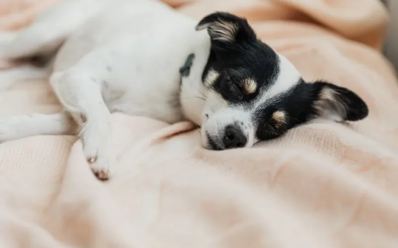A calm small dog sleeping soundly on a soft bed, showcasing relaxation.