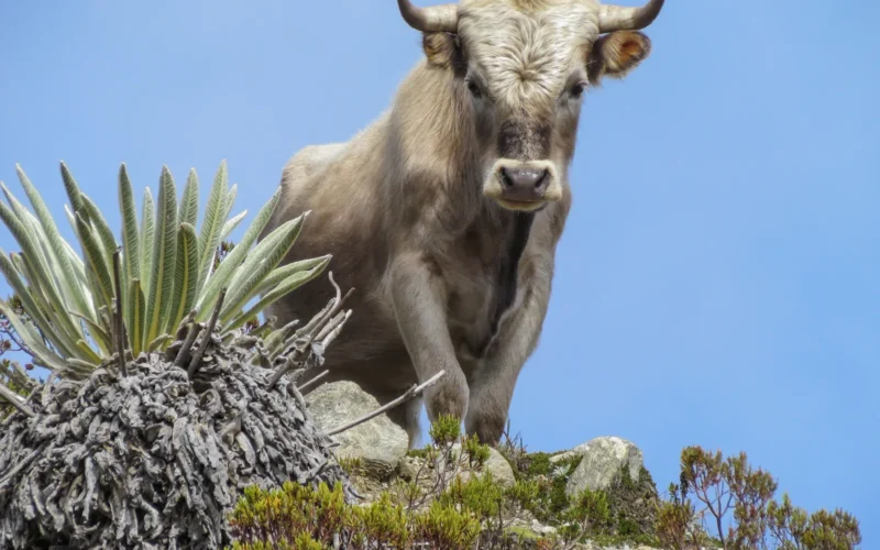 Feral Charolais bull at 4600 meters above sea level, in Sierra Nevada de Mérida, Venezuela.