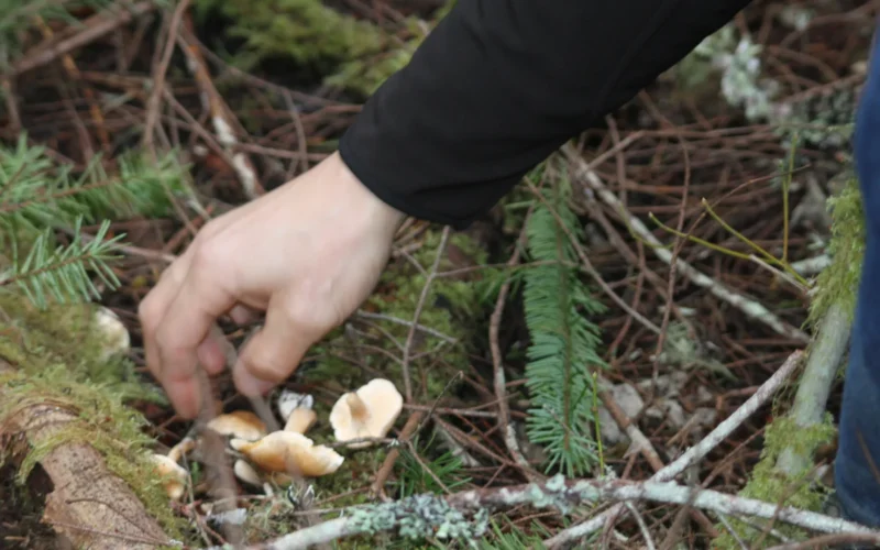 Management of special forest products is an important component of ecosystem-based resource management at the BLM in Oregon and Washington. Although they are commonly referred to as “minor forest products” restricted to vegetative material, the products impact local economies, cultural heritage, and natural resource education. ALT Text: A hand is picking up mushrooms from the forest ground.
