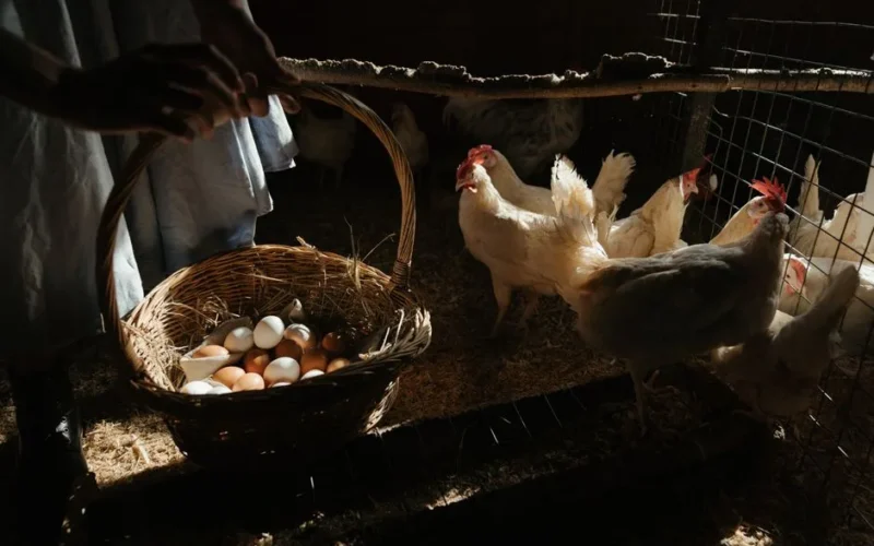 Collecting fresh eggs in a wicker basket in a sunlit chicken coop with hens.