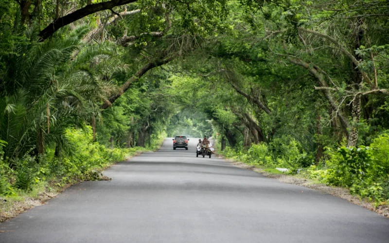 Car driving along a road surrounded by trees