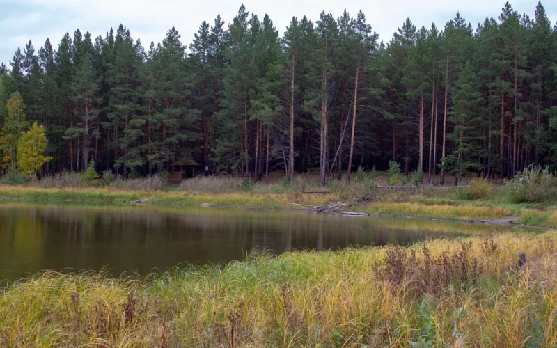 jesień, body of water, fall, pole, wędkarstwo, liści, jezioro, krajobraz, łąka, nature, rosja, shore, siberia, pociągi, water