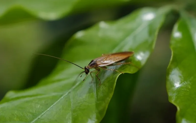 Close-up image of a cockroach sitting on a green leaf, showcasing insect detail.