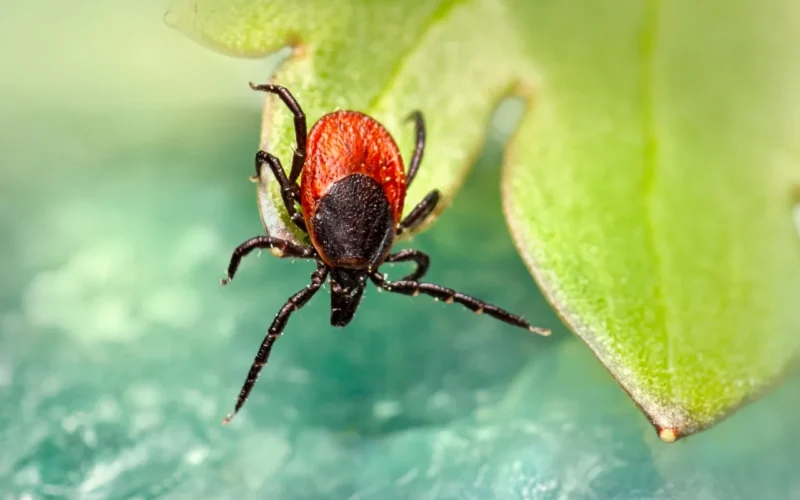 rycynowy kleszcza fasoli, kleszcz, owczego kleszcza, иксодовые castor, owad, natura, pajęczak, makro
