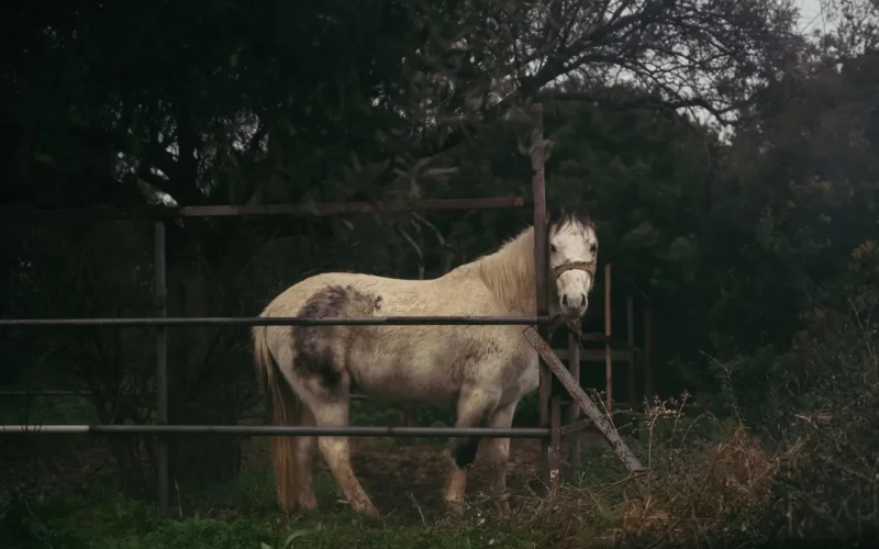 A woman with a tattoo gently touches a white horse outdoors.