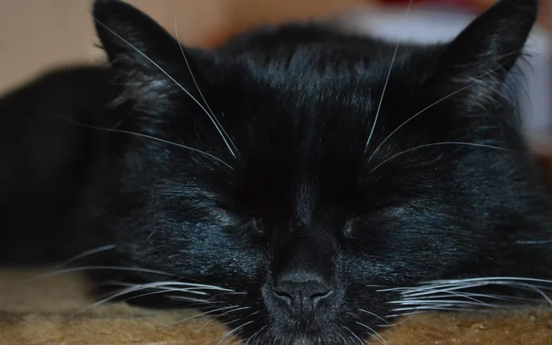 kot, śpiący kot, kot śpi, zwierzę, czarny kot, zwierzę domowe, sleeping cat, black cat