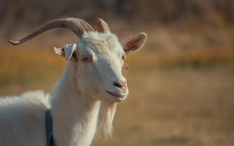 goat, kid, natura, zwierzę, trawa, sucha, jesień