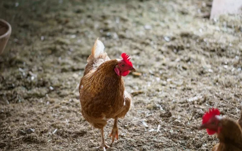 Close-up of a brown hen standing in a farmyard with hay, showcasing rural life.