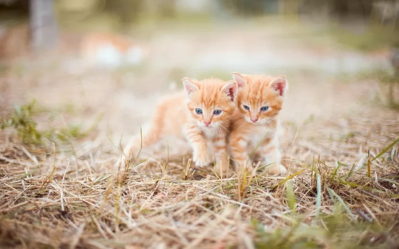kotek, czerwony, two, small, trawa, nature, z przeplotem, siano, snuggles, cuddle, couple, ładny, pomarańczowy, kid, little, kotek, nature, nature, nature, nature, nature