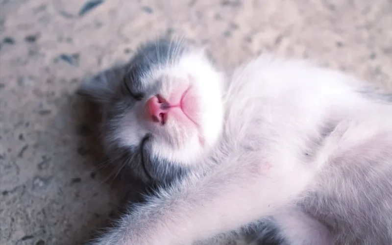 Adorable kitten peacefully sleeping, showcasing its cute pink nose and soft fur.