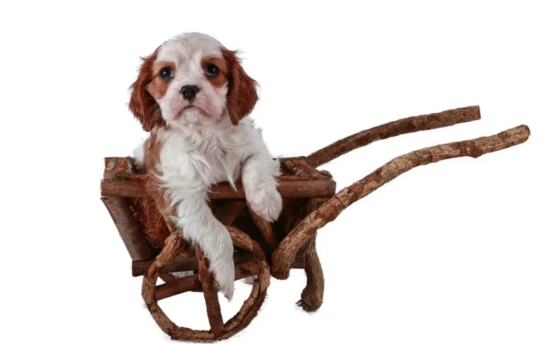 dog, cavalier, king, charles, spaniel, dziecko, zwierzę domowe, stroller, game, zwierzę, small, white, brown, breed