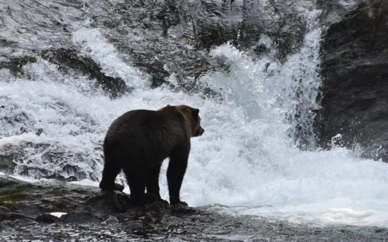 Contemplative brown bear, Juneau Ranger District, Tongass National Forest. USDA Forest Service photo by Marci Johnson.