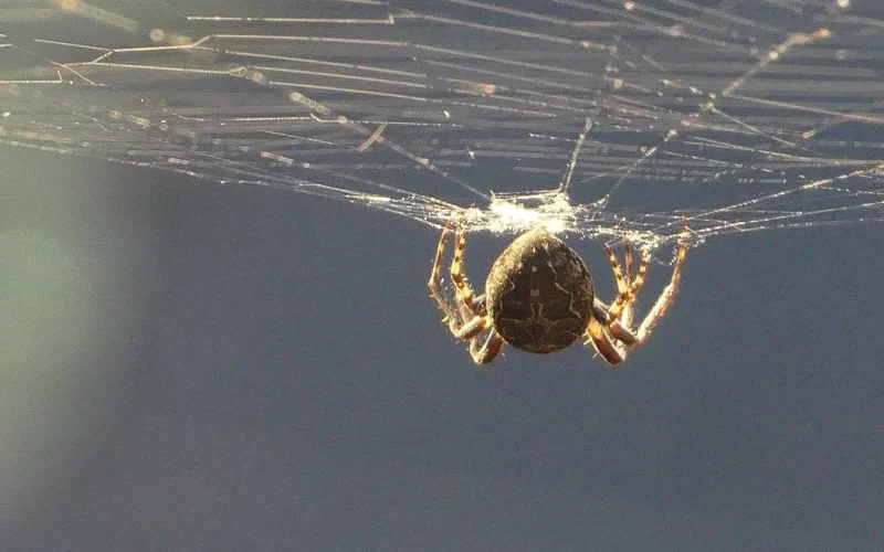 ogród spider, pajęczyna, www, spin, pająki