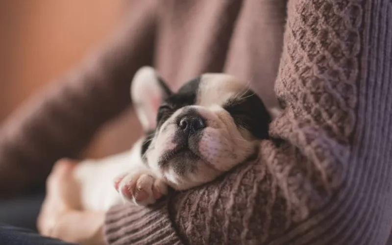 Adorable French Bulldog puppy peacefully sleeping in cozy brown sweater.