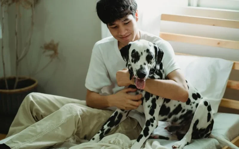 A man lovingly hugs his Dalmatian dog while sitting on a bed in a bright and cozy bedroom.