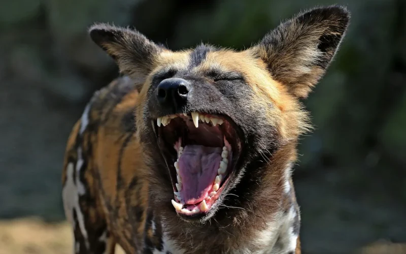 śmiech, śmieszne, african wild dog, śmiech, śmiech, śmiech, śmiech, śmiech