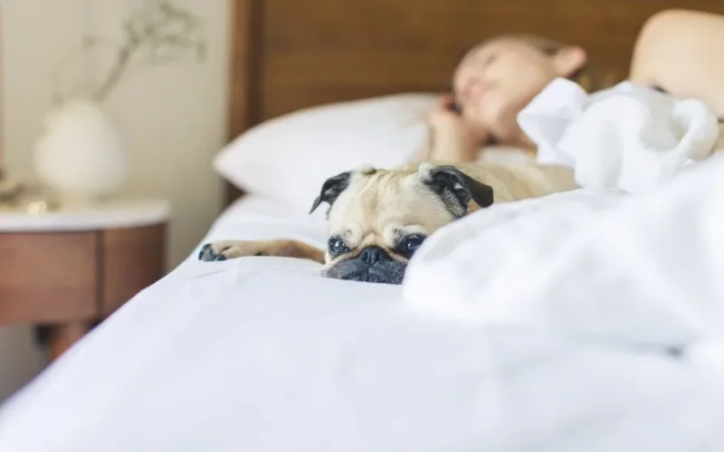 A pug and a woman peacefully sleep on a cozy bed, creating a serene and warm atmosphere.