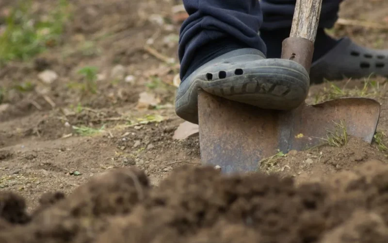 A person's foot on a shovel digging into garden soil, illustrating gardening work.
