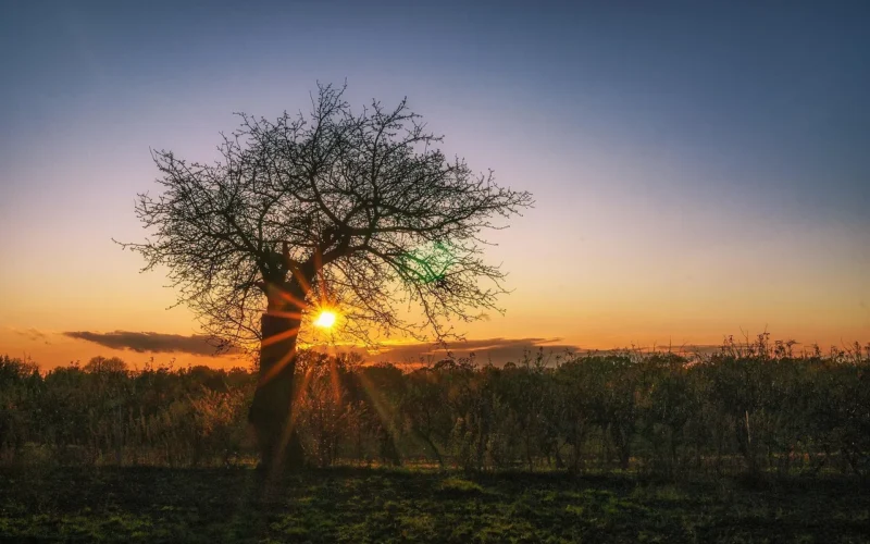 tree, sunset, sun, sky, nature, grass, plant, landscape, field, light, dawn, outdoors, sunrise, horizon, evening, dusk, sunlight, cloud, branch, grassland, savanna, outdoor, wilmowski