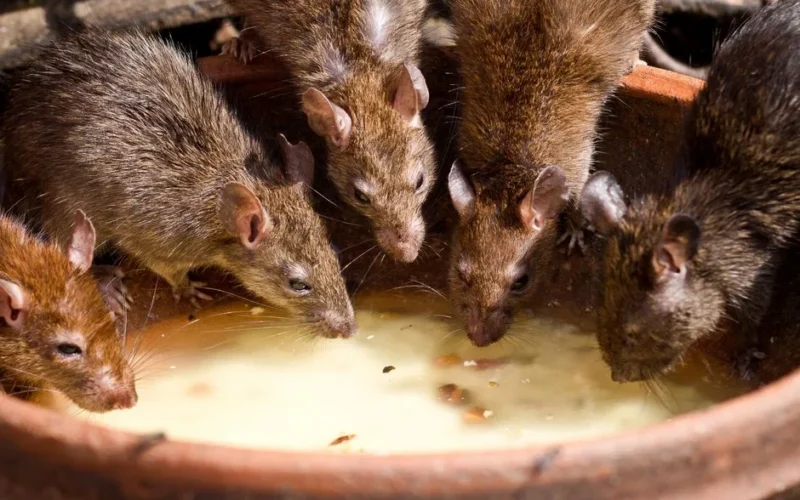 A group of brown rats drinking milk from a bowl outdoors in natural light.