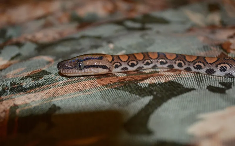 reptile, snake, constrictor, snake eyes, brazilian constrictor, brazilian rainbow constrictor, gad, wąż, boa, oczy węża, brazylijski boa, brazylijski boa tęczowy, snake, snake, snake, snake, snake