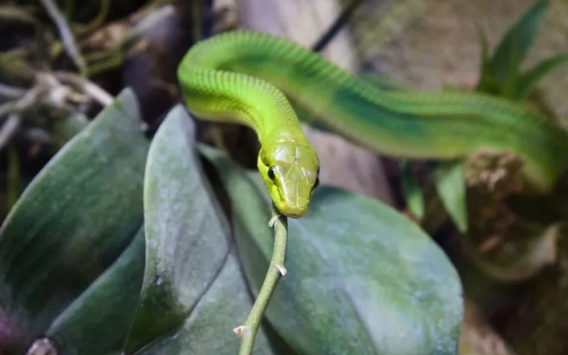 Close-up of a vibrant green snake on a leafy branch in a jungle setting.