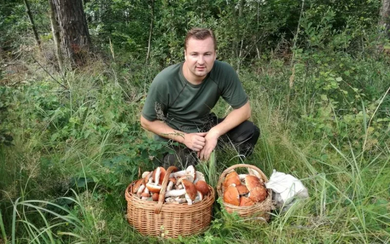 A man kneeling with baskets of freshly foraged wild mushrooms in a lush green forest.