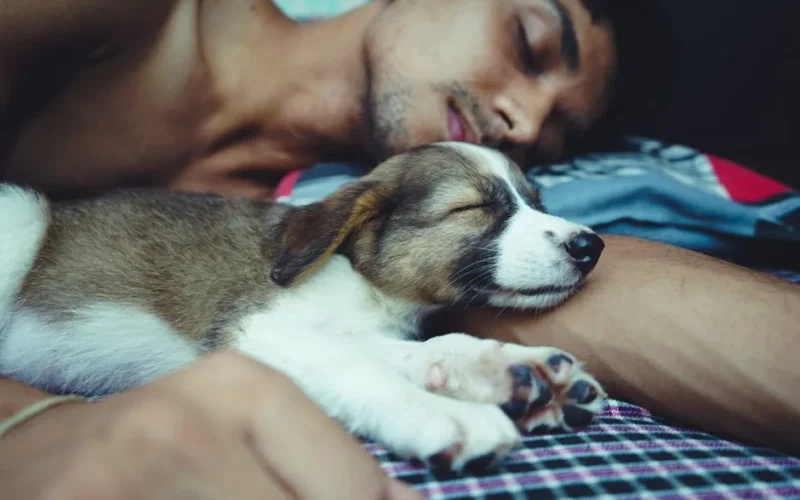 A man and a puppy peacefully sleeping together on a bed, showcasing tranquility and companionship.