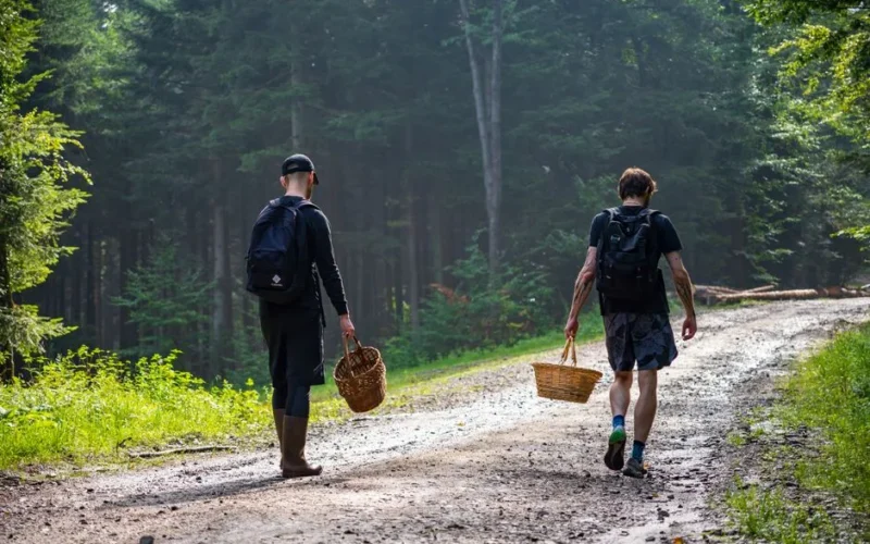 Two men enjoying a peaceful mushroom picking adventure in Myślenice forest.