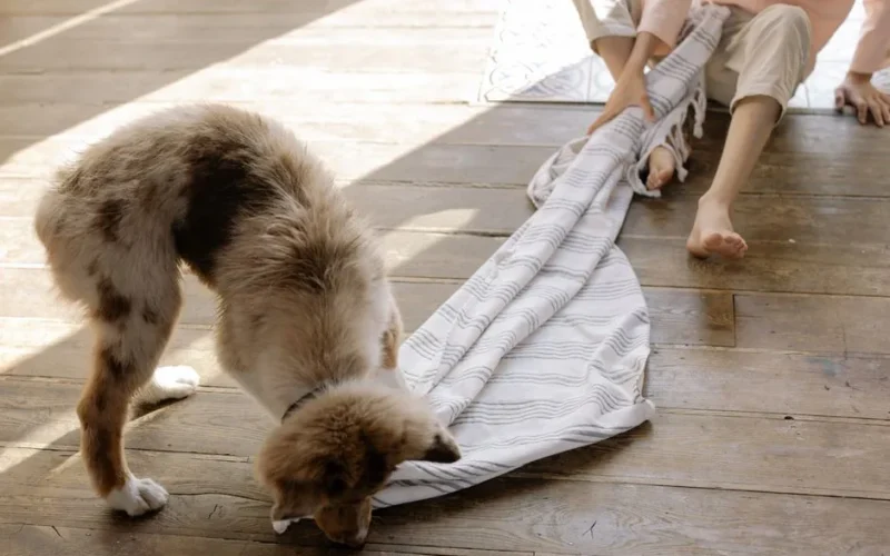 A cute dog playing with a towel indoors on a wooden floor with a person nearby.